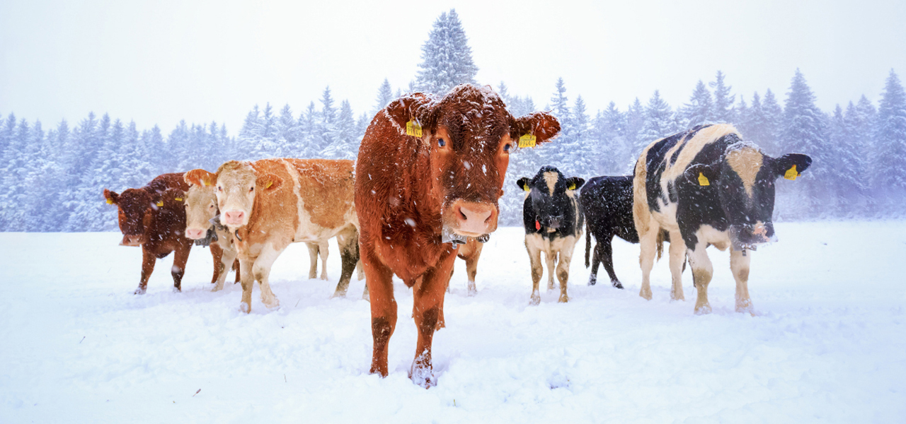 Wintercows